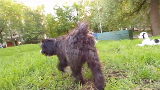 Тибетский Терьер Стеллар Микс Портос 5 месяцев и его лучший друг Маврик (белый) смотреть онлайн