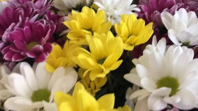 15 хризантем микс смотреть онлайн