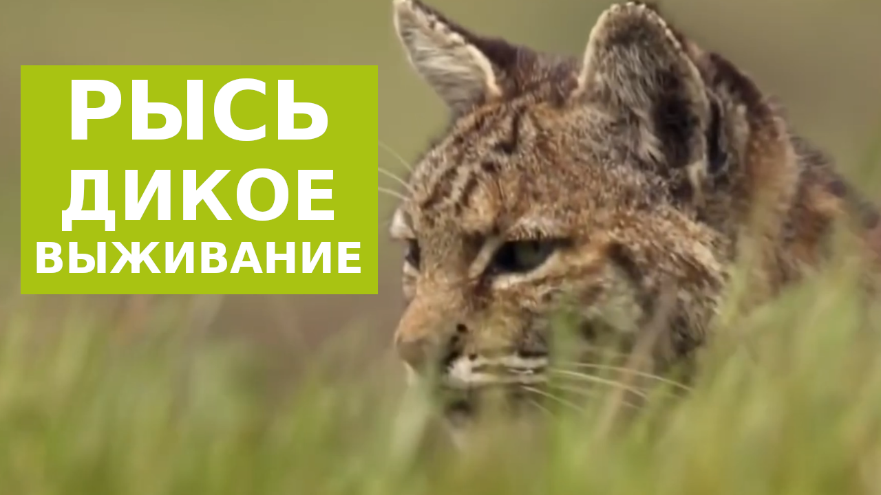 Выживание Рыси смотреть онлайн