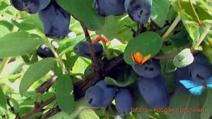 Жимолость съедобная Индиго Джем ? обзор: как сажать, саженцы жимолости Индиго Джем