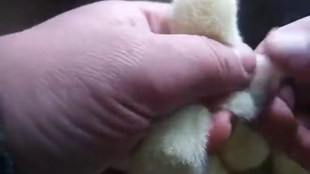 КАК ОПРЕДЕЛИТЬ ПОЛ ЦЫПЛЕНКА ? Петушок или Курочка смотреть онлайн