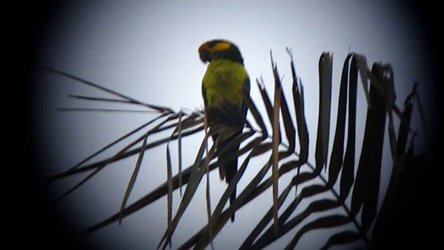 Endemic Yellow-eared Parrot - Ognorhynchus icterotis - Jardin, W Andes смотреть онлайн
