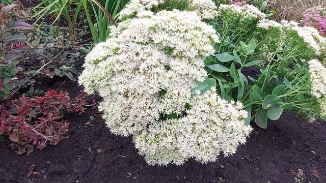 Сентябрь 2021 в цветнике перед домом смотреть онлайн