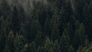 Руденко Б. "Логово змея"