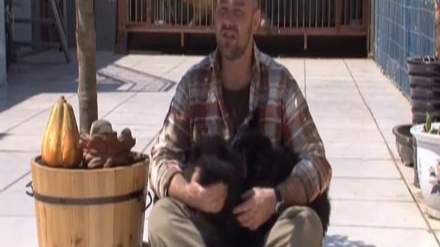 Планета собак Чау чау смотреть онлайн