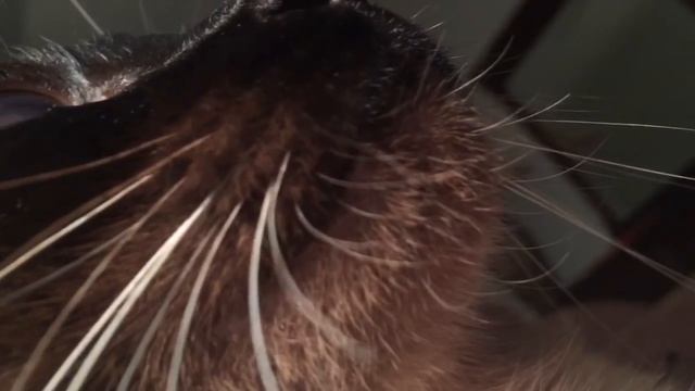 Воспитательные работы Сиамского котэ :) Часть 2 =^..^= Сиамский кот и кошка смотреть онлайн