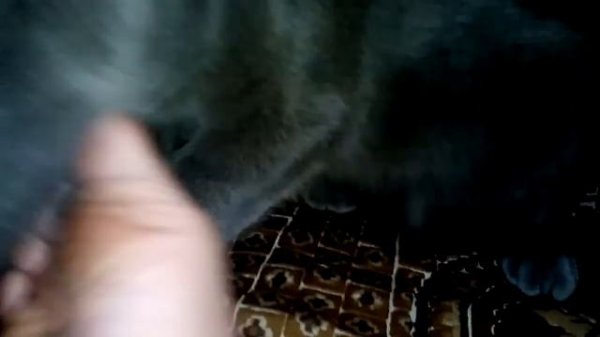 Кот лижет ногу