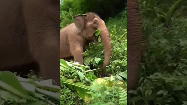 Как кушает Слон в природе смотреть онлайн