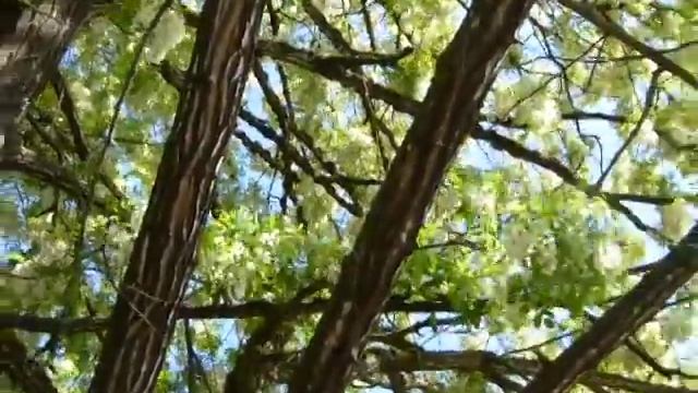 False acacia/Black locust tree (Robinia pseudoacacia) смотреть онлайн
