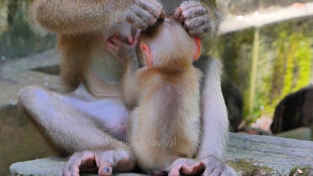 Update ! mom Luna scheduled milk & comfort hybrid baby Lucie take time sleep #EpSode906 смотреть онлайн