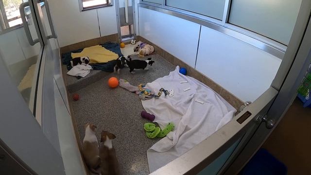 Puppy cam - 2 hours of adorable puppies playing and laying around Best Friends Animal Sanctuary смотреть онлайн