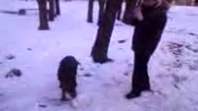 Собака катает снеговика смотреть онлайн