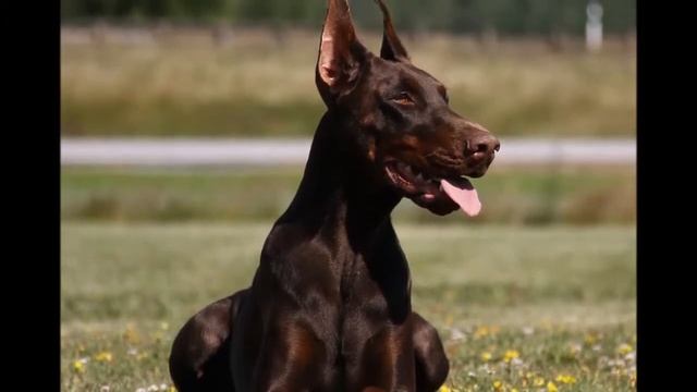 Доберман — это порода собак, используемая для службы. смотреть онлайн