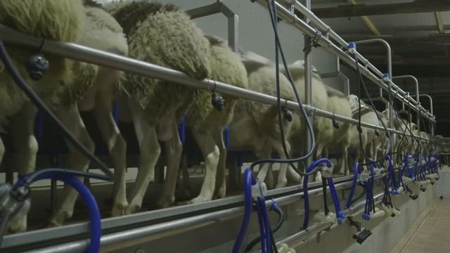 Мелкий Рогатый Скот – официальное видео Шипмастер: содержание уход на фермах инструкции-оборудовани смотреть онлайн