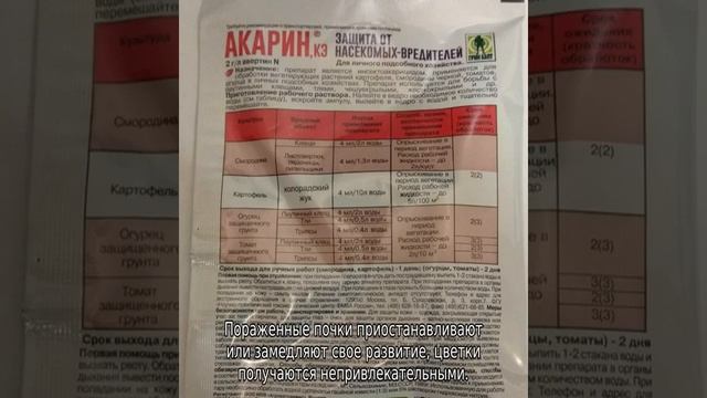 Трипсы на розах