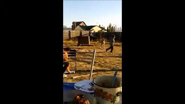 давид против цербера смотреть онлайн