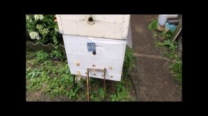 отрутневела пчелиная семья, лучшие способы исправления и возможные ошибки при исправлении трутовок