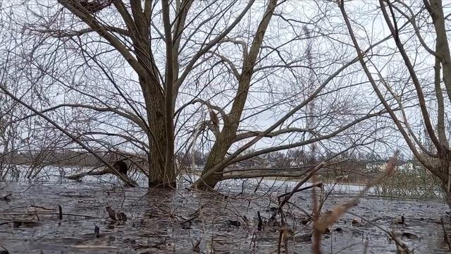 Разлив Оки в рязанском доме белого аиста. Часть 1. Жизнь млекопитающих. смотреть онлайн