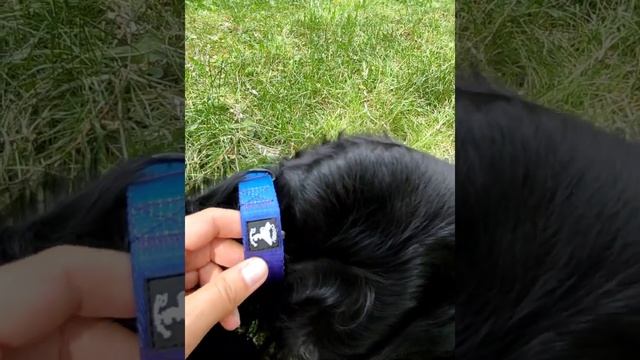 Обзор: Красивый ошейник для собак с плавным переливом одного цвета в другой. Ошейник с градиентом. смотреть онлайн