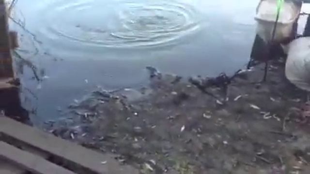 Тянем карпа смотреть онлайн