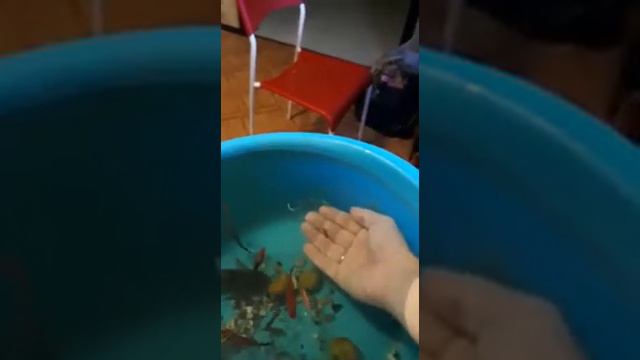 Ручной сомик