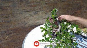 Лучший бонсай для дома! Бонсай фикус Ретуса(Retusa) Формирование бонсай в стиле Кенгай. Kengai Ficu