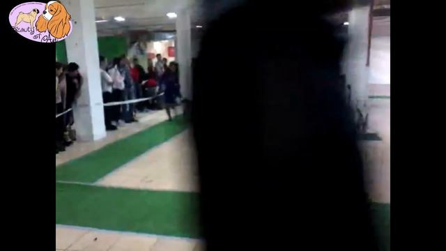 эйнштейн юниор, кавалер кинг чарльз спаниель Bonitos Companeros Wallenstein смотреть онлайн