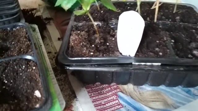 Выращиваю дома саженцы из семечек яблок ,купленных в магазине смотреть онлайн