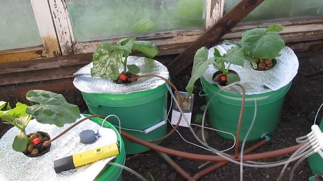 Огурцы на гидропонике 20 дней. 1.2(cucumbers hydroponically) смотреть онлайн