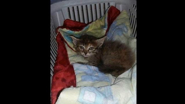 Спасение Котёнка, засунули в пакет и бросили умирать #animals