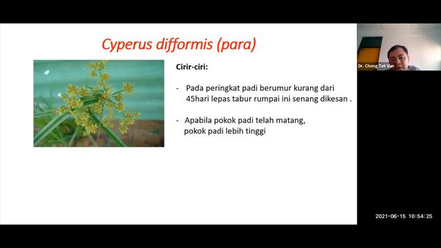 PENGENALPASTIAN JENIS RUMPAI TANAMAN PADI смотреть онлайн