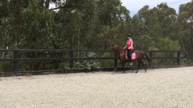 FOR SALE PUZZLE STUNNING LIVER CHESTNUT 13.2HH DRESSAGE PLEASURE PONY MARE смотреть онлайн