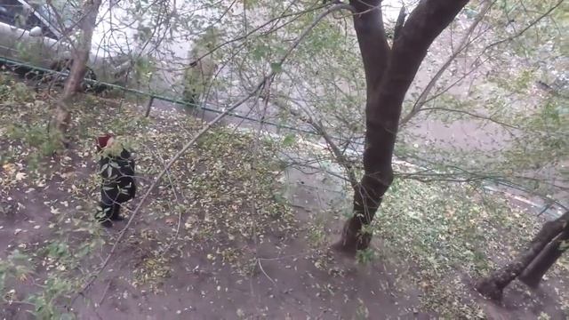 Как Тетя поможет кошку вытащить из дерева смотреть онлайн