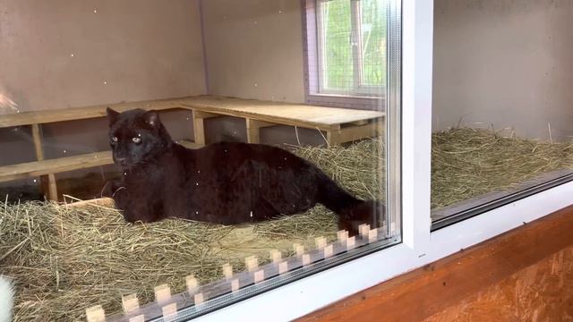 Наоми / Парк Львов «ЗЕМЛЯ ПРАЙДА» смотреть онлайн