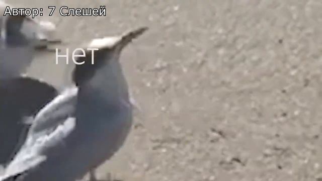 Вот почему Владлена Мировая икона рабочего характера!!! / Владос Мирос Геленджик 2007 смотреть онлайн