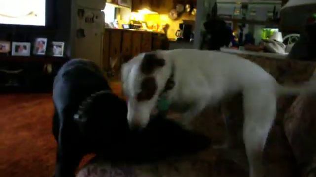 Doberman vs. Jack Russell смотреть онлайн