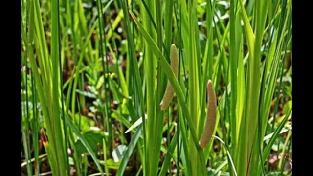 Аир болотный, аир обыкновенный смотреть онлайн