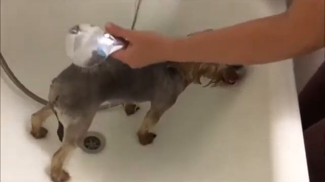 Уход за шерсткой домашних питомцев (ЭМ-мыло)