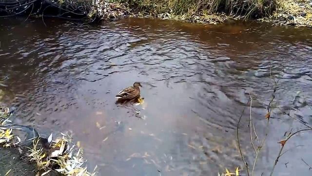 Колесниковы /Обзор новых ВЛОГОВ /Зачем пугать Дочь/Хоть кто-то будет Работать / смотреть онлайн