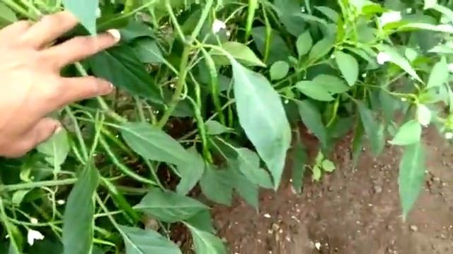 Indian chilli field visit смотреть онлайн