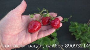 Анаис ремонтантный сорт клубники супер вкусный, десертный