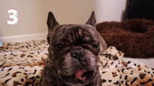 5 Причин завести французского бульдога