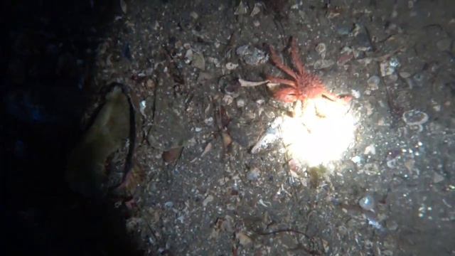 Суровый северный дайвинг!!! смотреть онлайн