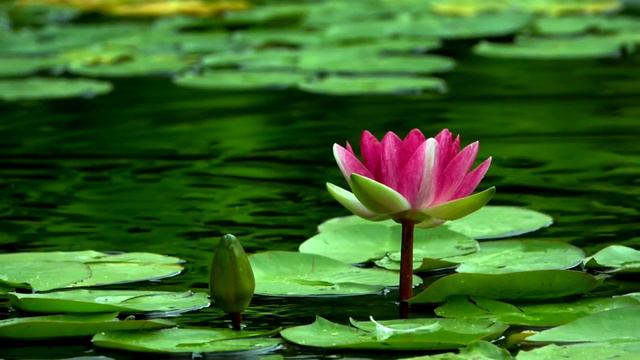 60 Minute Meditation | Lotus Flower Meditation | Zen Lotus смотреть онлайн
