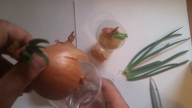 Выращиваем зеленый лук дома из репчатого лука смотреть онлайн