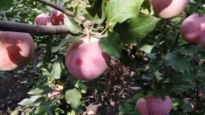 Яблоня сорт зимний Флорина