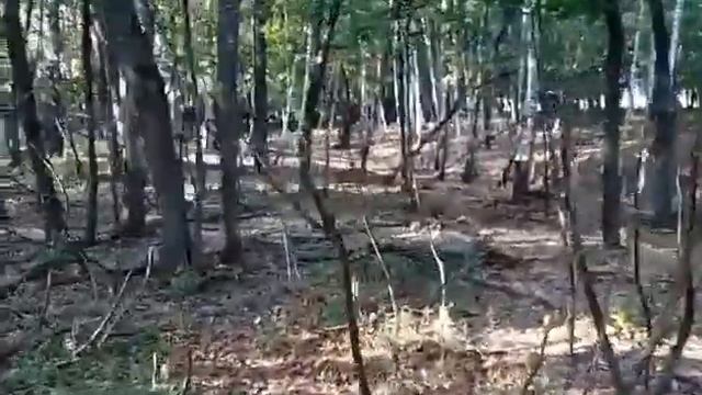 Практически чистый лес Кулига в Диком поле. смотреть онлайн