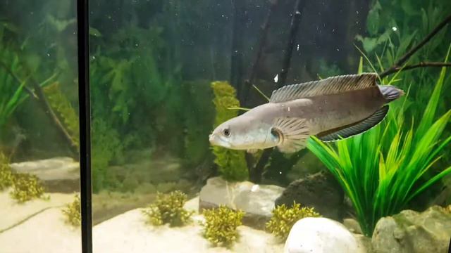 Змееголов ест креветок смотреть онлайн