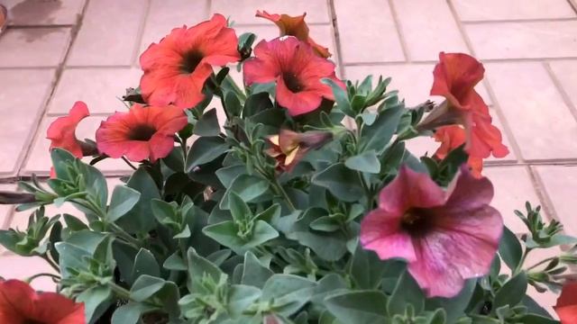 Обзор сортов вегетативных петуний N4 BEAUTICAL CINNAMON смотреть онлайн