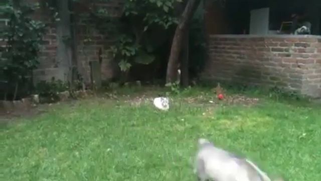 Husky vs Cat смотреть онлайн